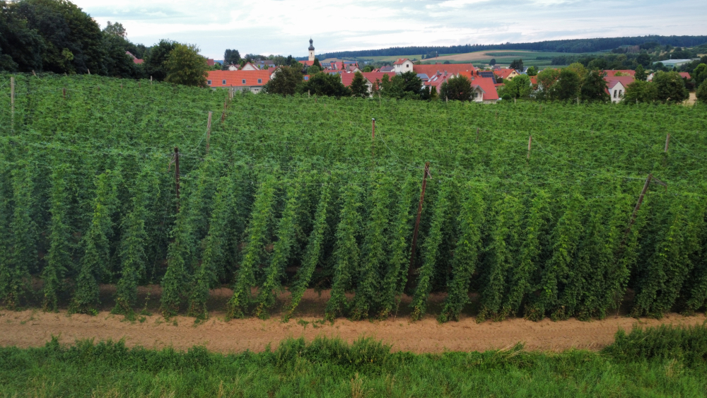 Wolnzach hops